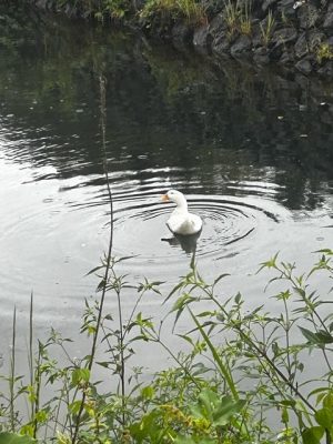 image1_2.jpeg