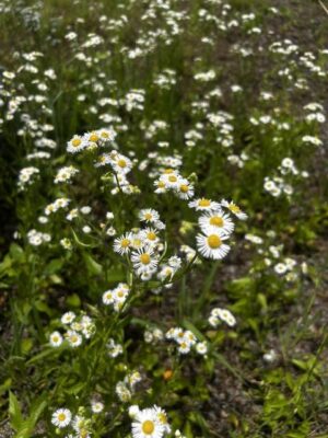 IMG_2540.jpeg