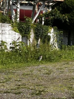 image1_2.jpeg